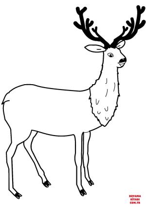 Geyik boyama sayfası, Deers coloring page, , deers deer 