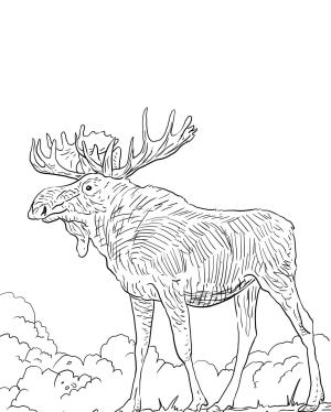 Geyik boyama sayfası, Deers coloring page, , deers eurasia elk 