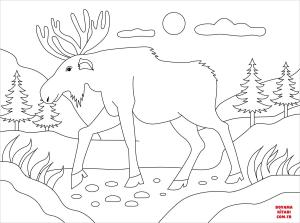 Geyik boyama sayfası, Deers coloring page, , deers moose 