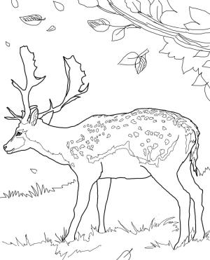 Geyik boyama sayfası, Deers coloring page, , deers fallow deer 