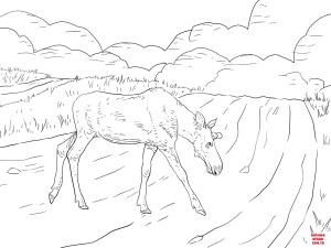 Geyik boyama sayfası, Deers coloring page, , deers moose crossing a road 