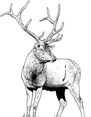 Geyik boyama sayfası, Deers coloring page, , deers gorgeous elk deer 