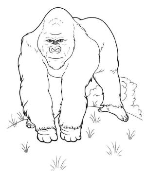 Goril boyama sayfası,  coloring page, Harika Goril, 