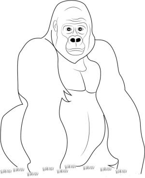 Goril boyama sayfası,  coloring page, Iyi Goril, 