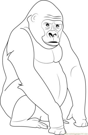 Goril boyama sayfası,  coloring page, Gümüş Sırtlı Goril, 