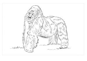 Goril boyama sayfası,  coloring page, Gorilla Dağı, 