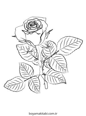 Gül boyama sayfası – boyama etkinliği, çocuk aktivitesi