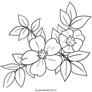 Gül boyama sayfası – el becerilerini geliştirir, boyama çalışması