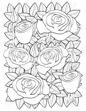 Gül boyama sayfası,  coloring page, Güzel Güller, 