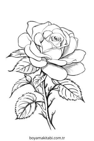 Gül boyama sayfası – keyifli zaman, renkli çizimler