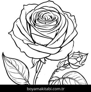 Gül boyama sayfası,  coloring page, , 