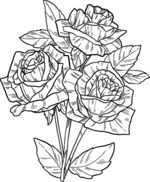 Gül boyama sayfası,  coloring page, El Beraberlik Gül, 