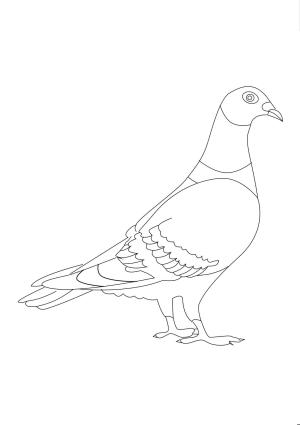 Güvercin boyama sayfası,  coloring page, Ücretsiz Güvercin, 