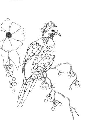 Güvercin boyama sayfası,  coloring page, Güvercin Yetişkin Içindir, 