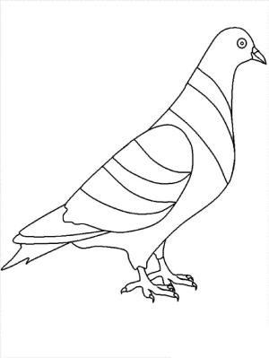 Güvercin boyama sayfası,  coloring page, Mükemmel Güvercin, 