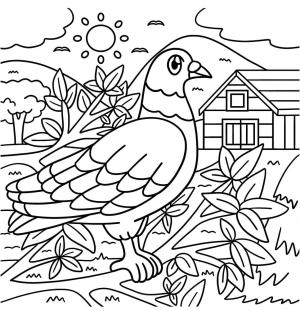 Güvercin boyama sayfası,  coloring page, Ülkede Güvercin, 