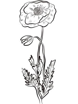 Haşhaş boyama sayfası,  coloring page, Haşhaş Ücretsiz, 