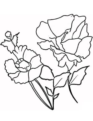 Haşhaş boyama sayfası,  coloring page, Haşhaş Çok, 