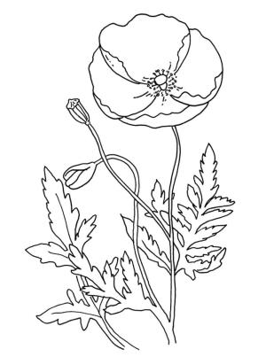 Haşhaş boyama sayfası,  coloring page, Haşhaş Yazdırılabilir, 