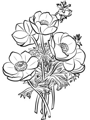 Haşhaş boyama sayfası,  coloring page, Ücretsiz Haşhaş Resmi, 