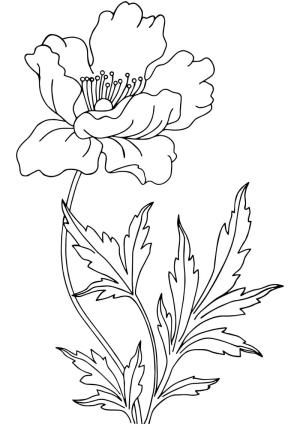 Haşhaş boyama sayfası,  coloring page, Bedava Haşhaş Güzel, 