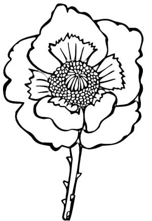 Haşhaş boyama sayfası,  coloring page, Ücretsiz Haşhaş Baskı, 