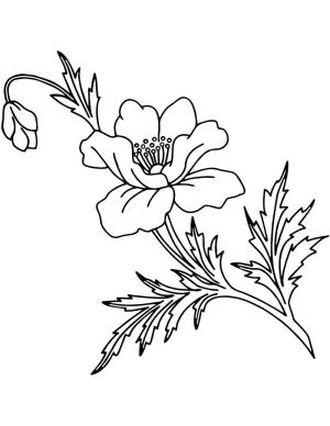 Haşhaş boyama sayfası,  coloring page, Ücretsiz Haşhaş Sevimli, 