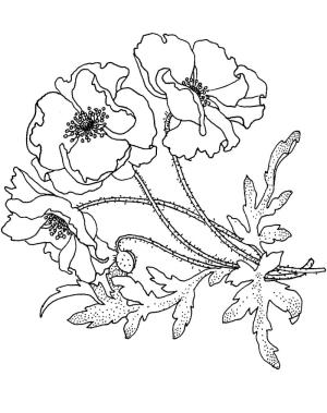 Haşhaş boyama sayfası,  coloring page, Haşhaş İyi, 