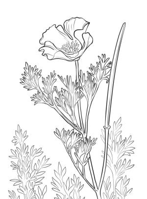 Haşhaş boyama sayfası,  coloring page, Haşhaş Sevimli, 