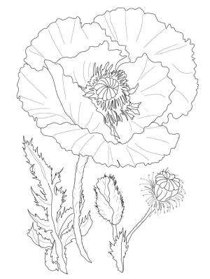 Haşhaş boyama sayfası,  coloring page, Haşhaş Çok Görüntü, 