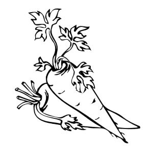 Havuç boyama sayfası,  coloring page, Iki Havuç, 