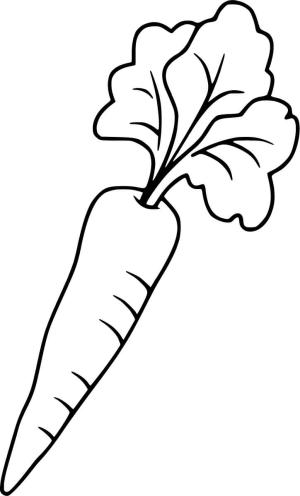 Havuç boyama sayfası,  coloring page, Sıradan Havuç, 