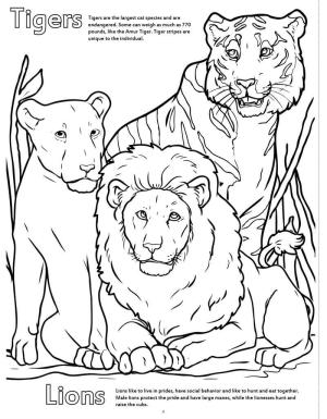 Hayvanat Bahçesi boyama sayfası,  coloring page, Hayvanat Bahçesinde Kaplanlar ve Aslan, 