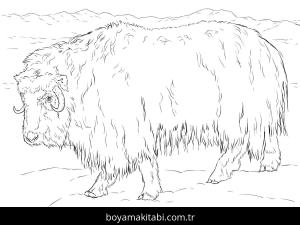 Hayvanlar boyama sayfası,  coloring page, , Realistic Musk Ox Coloring Page