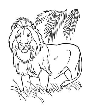 Hayvanlar boyama sayfası,  coloring page, Güzel aslan, 