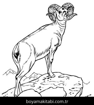 Hayvanlar boyama sayfası,  coloring page, , Realistic Ram