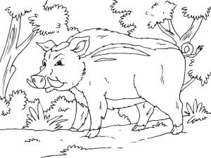 Hayvanlar boyama sayfası,  coloring page, Yaban domuzu, 