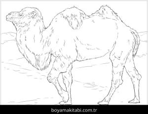 Hayvanlar boyama sayfası,  coloring page, , Realistic Bactrian Camel