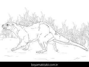 Hayvanlar boyama sayfası,  coloring page, , European Otter Coloring Page