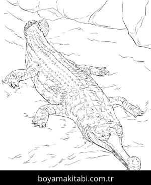 Hayvanlar boyama sayfası,  coloring page, , Realistic Gavial Coloring Pages