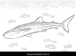 Hayvanlar boyama sayfası,  coloring page, , Realistic Whale Shark Coloring Pages_Optimized