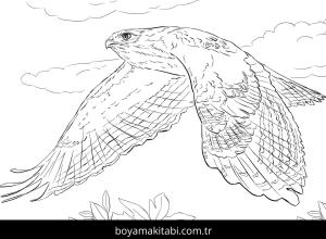 Hayvanlar boyama sayfası,  coloring page, , Red Tailed Hawk In Flight Coloring Page