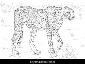 Hayvanlar boyama sayfası,  coloring page, , Realistic Cheetah