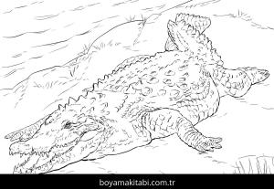 Hayvanlar boyama sayfası,  coloring page, , Realistic American Crocodile Coloring Pages