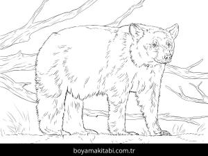 Hayvanlar boyama sayfası,  coloring page, , Realistic Bear