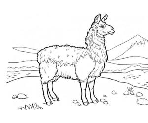 Hayvanlar boyama sayfası,  coloring page, Lama doğal yaşam alanında, 