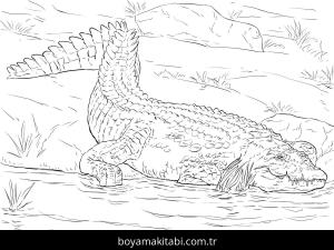 Hayvanlar boyama sayfası,  coloring page, , Realistic Nile Crocodile