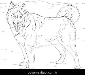 Hayvanlar boyama sayfası,  coloring page, , Husky
