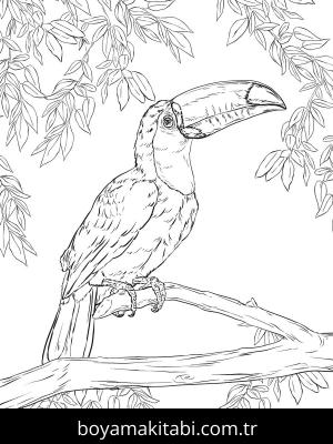 Hayvanlar boyama sayfası,  coloring page, , Toco Toucan