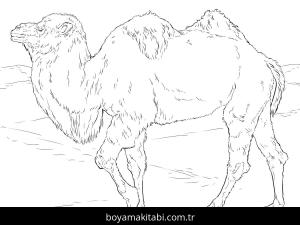 Hayvanlar boyama sayfası,  coloring page, , Realistic Bactrian Camel Coloring Page